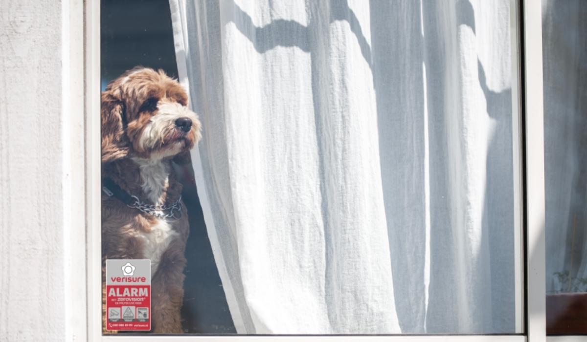 Een alarmsysteem kan prima werken in een huis met huisdieren. Maar hoe werkt dat precies? Lees er alles over in dit artikel van Verisure.